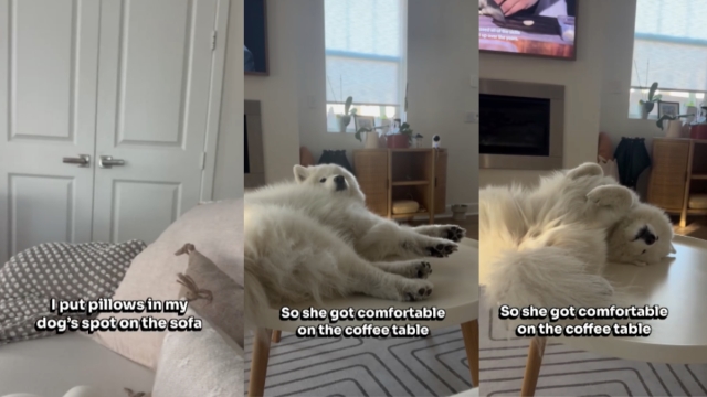 Video: Samoyed Turns Coffee Table Into Bed When Her Usual Spot Is Occupied