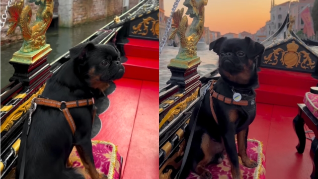 Video: Griffon Soaks In Breathtaking Venice Views In Gondola Ride