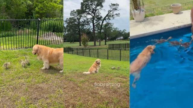 Video: A Day in the Life of a Golden Retriever Babysitting Orphaned Geese