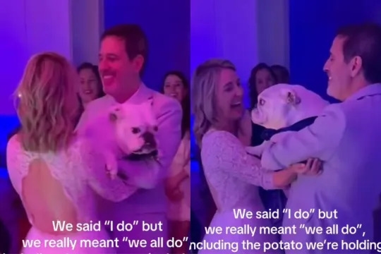 Video: English Bulldog Joins Couple's First Dance At Wedding
