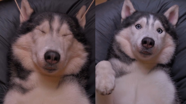 Video of Husky Getting His Ears Cleaned Is Pure ASMR