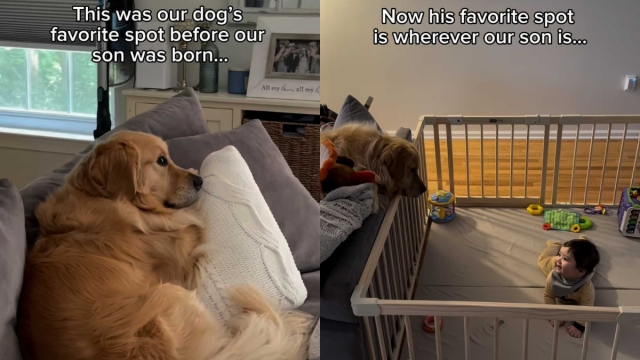Video: Golden Retriever Changes His ‘Favorite Spot' After Toddler Sibling's Arrival
