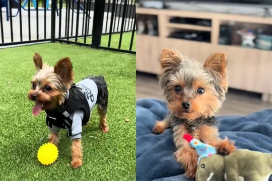 Video: Owner Proves Yorkie Might Not Be Her ‘Kid' But Is Her ‘Whole World'