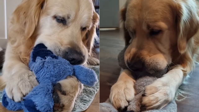 Golden Retriever's Interactions With Plushies Make for a Surprising Video