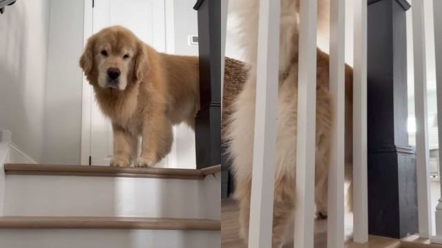 Video: Golden Retriever Rubs Against the Rail Seconds After Owner Cleaned It