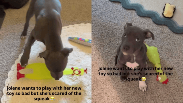 Video: Puppy Wants to Play With New Toy but Gets Scared by How It Squeaks