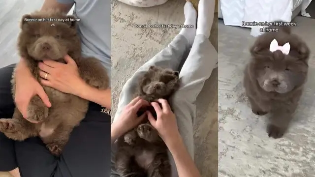 Video: Chow Chow's Love Circle Only Grows Bigger Since Her Adoption