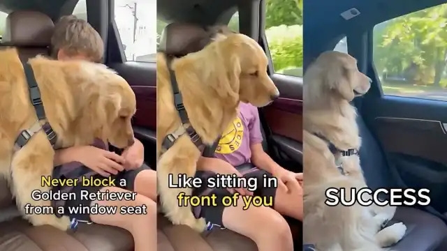 Video: Golden Retriever Cleverly Gets Back Car's Window Seat