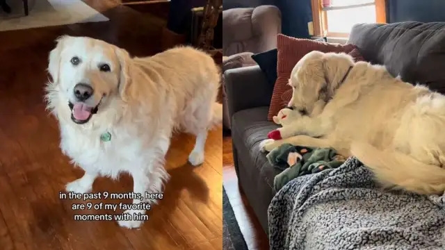 Video: Owner Shares ‘Favorite Moments' Since Adopting Senior Golden Retriever