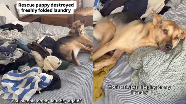 Dog Makes a Nest Out of Freshly Folded Laundry in Adorable Video