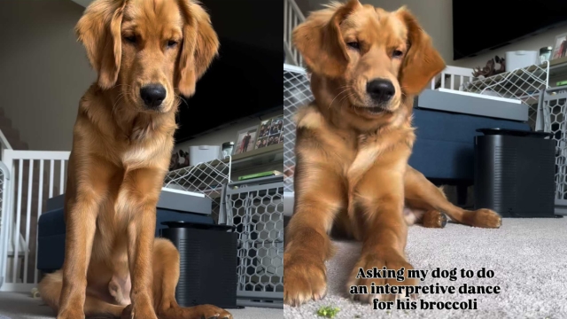Video: Dog Impresses the Internet With His Dancing Skills Before Snacking