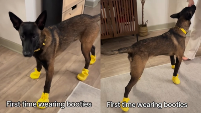 Video: Belgian Malinois Learning To Walk in Booties Is a Mix of Chaos & Cute