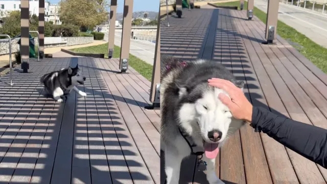 Video: Husky Gets Really ‘Embarrassed' After Getting Hurt While Playing
