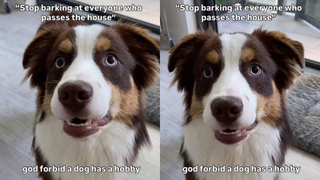 Video: Dog Has No Plans To ‘Stop Barking at Everyone Who Passes the House'