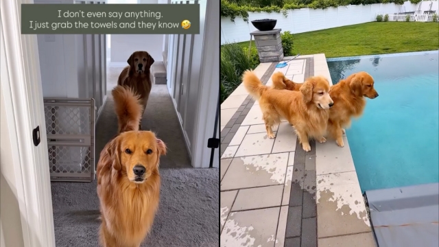 Video: Dogs Can Hardly Contain Excitement When It's Time for Swimming