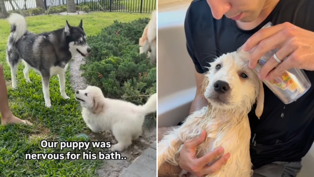 Video: Golden Retriever ‘Nervous for Bath' Finds Comfort in Dad's Arms