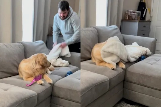 Video: Owner Tricks Golden Retriever To Get Back Things