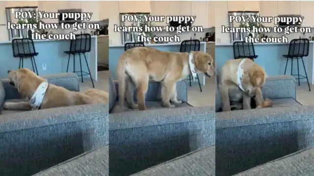 Video: Puppy Does What's Expected After She Learns How to Climb a Couch
