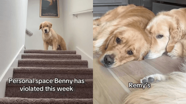 Video: Golden Retriever ‘Violates' Family's ‘Personal Space' in Every Way Possible