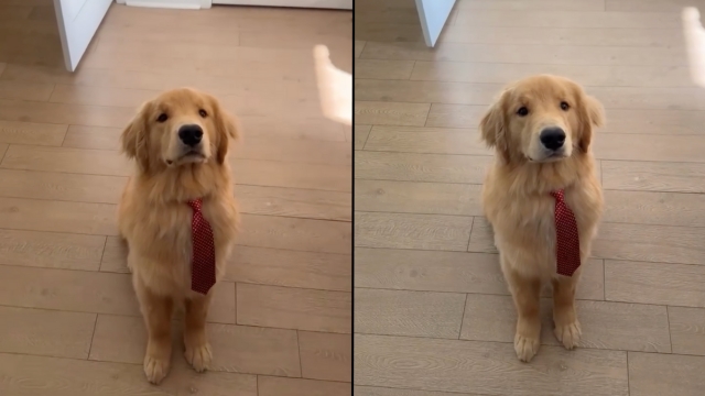 Video: Golden Retriever Puppy Wears a Tie for the First Time & Charms the Internet
