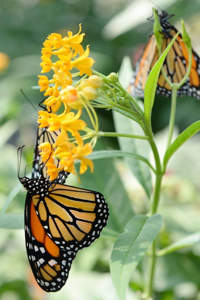 Experts fear extinction as California's monarch population plummets