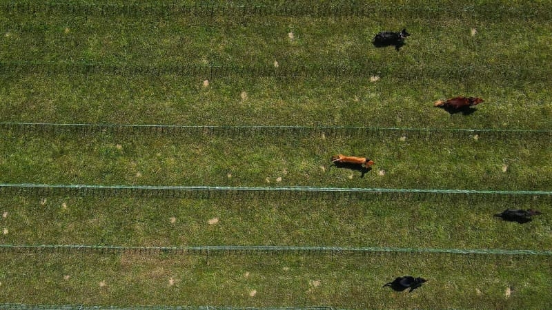 Magdeburg hosts first German dachshund racing competition