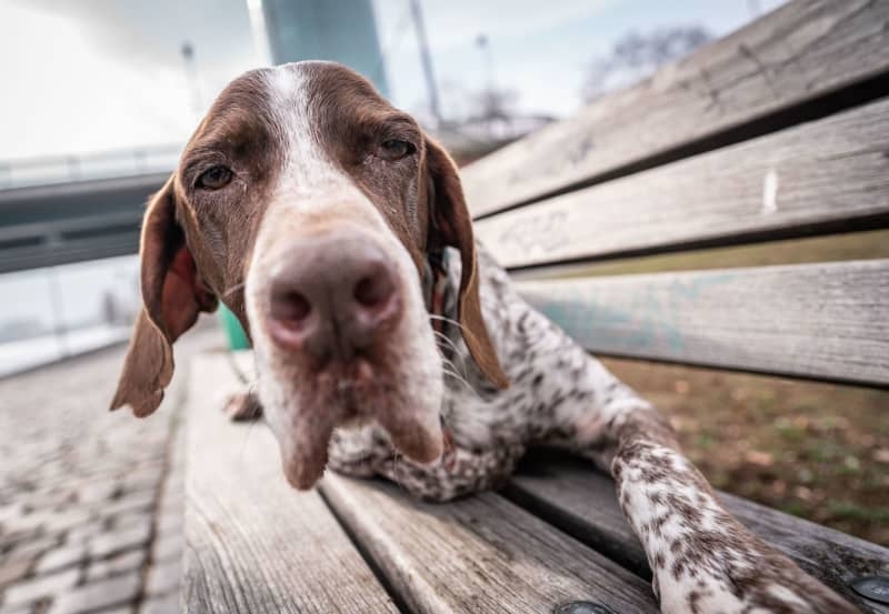 Your dog is ignoring you and staring at nothing? It could be dementia