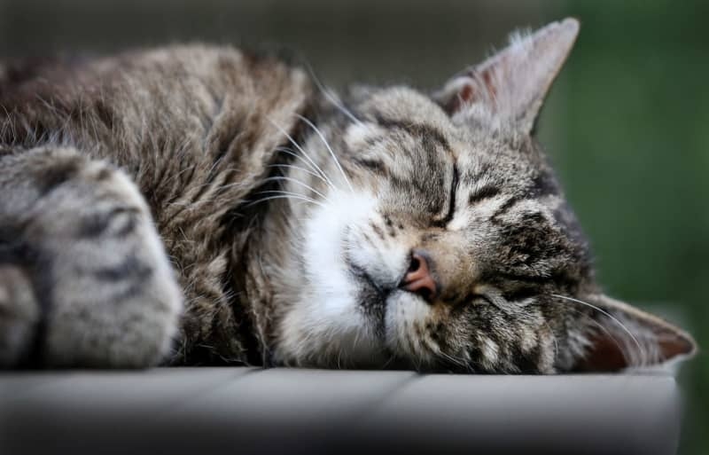 Researchers unravel mystery of why cats prefer sleeping on their left