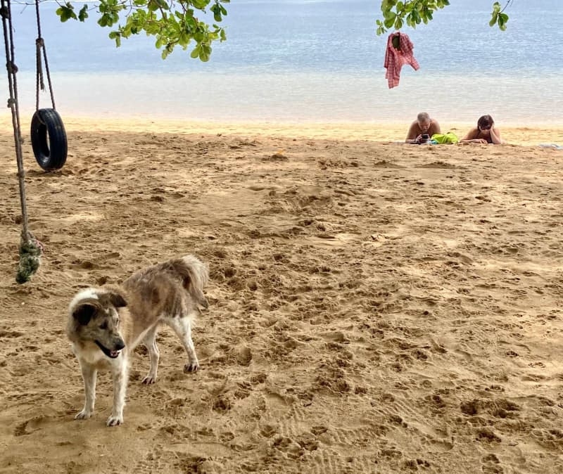 Tourists in Bali at risk of catching rabies, Indonesian officials say
