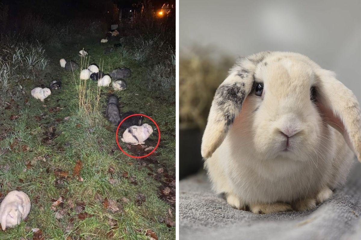 National recognition for Bunny dumped in Chaddesley Corbett woods