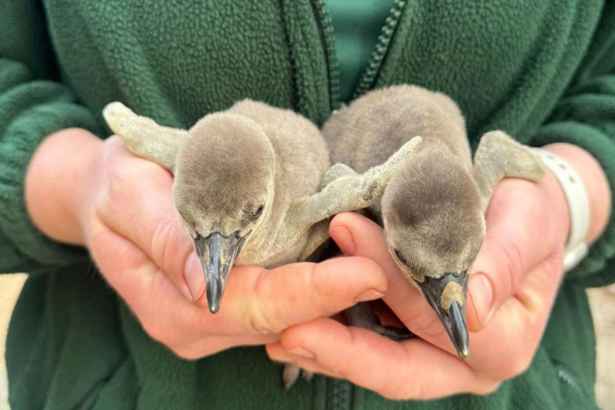 On this day: Colchester Zoo welcomes two baby penguins
