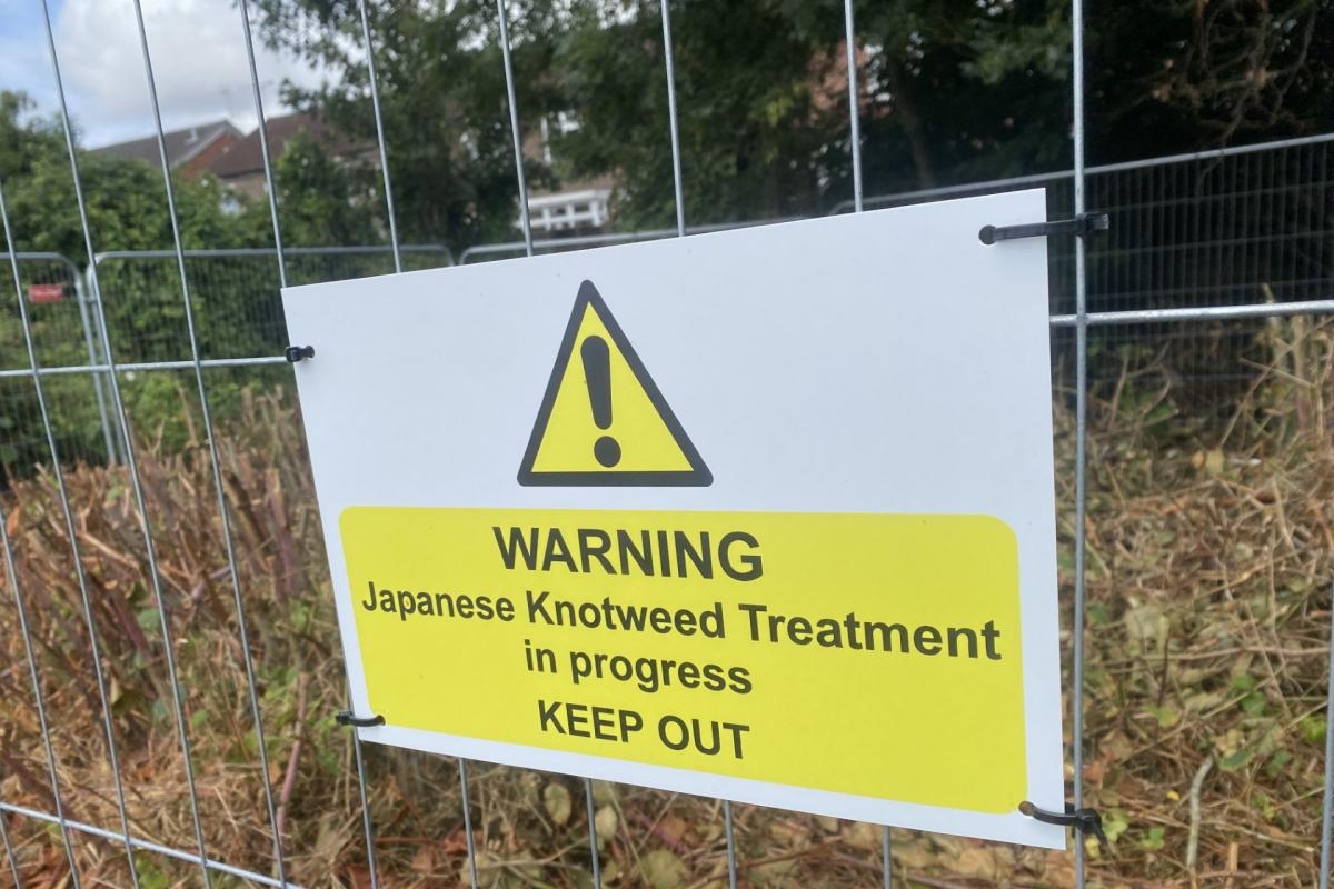 Work under way to rid meadow of notorious knotweed which can grow four inches a day