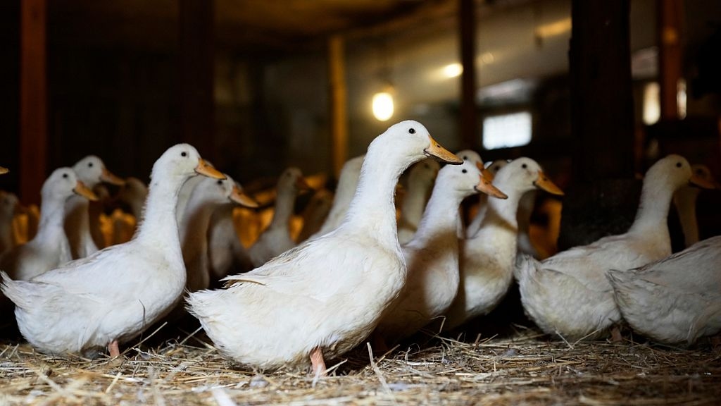 Raw milk and wild birds: How the bird flu strain raising alarm in the US could enter Europe