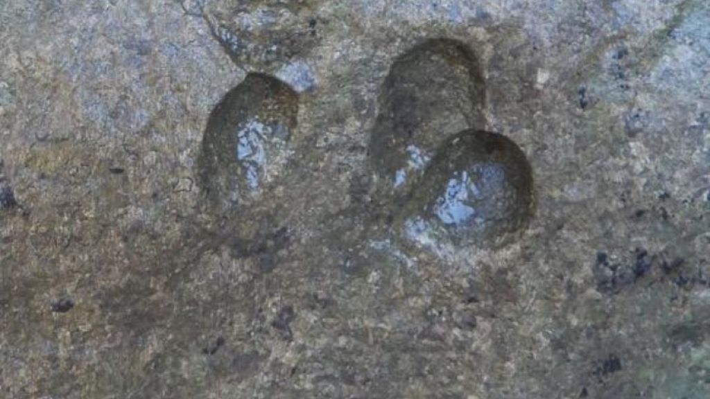 Extraordinary discovery in Sardinia: dinosaur tracks found during filming of a documentary