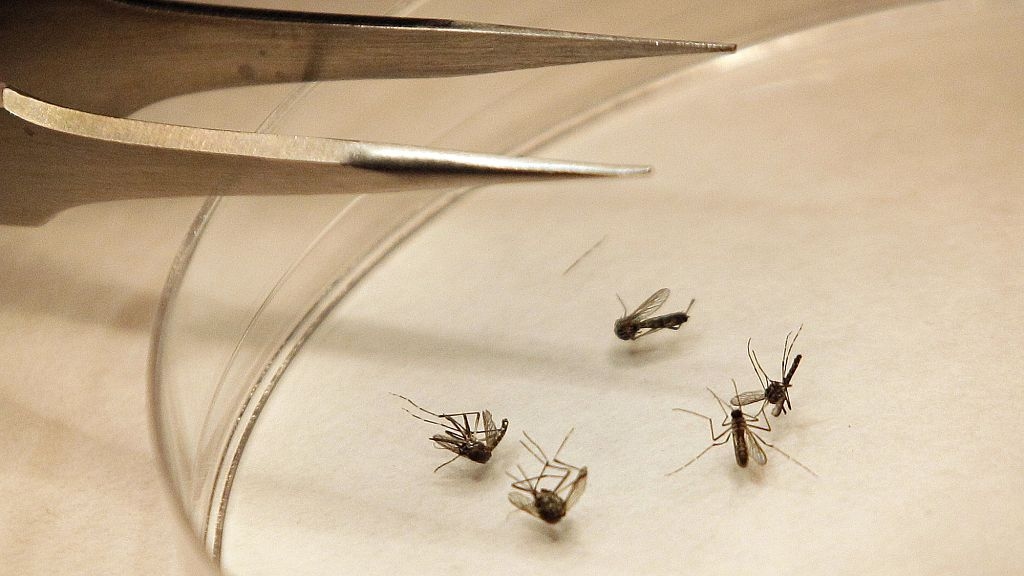 Ten deaths reported from West Nile virus in Italy since the start of the year