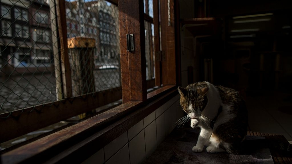 Amsterdam is installing hundreds of tiny staircases along its canals to keep wildlife safe