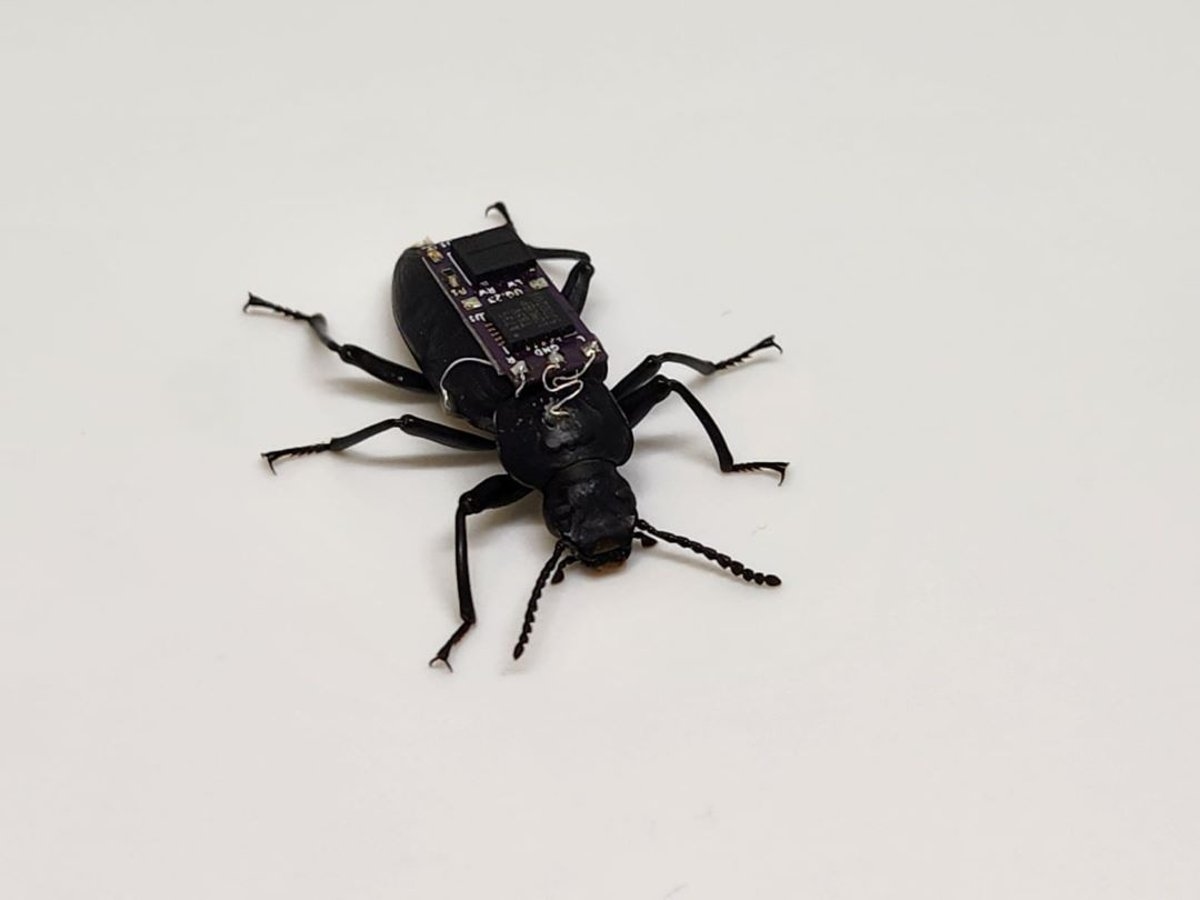 OPINION - Beetles with microchip backpacks to help search and rescue crews ...Tech & Science Daily podcast
