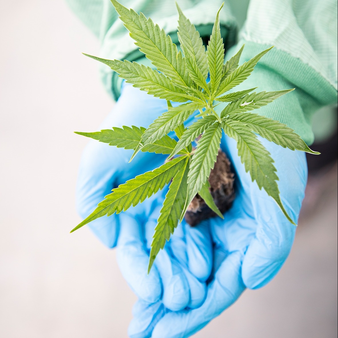 Aurora Cannabis Smokes the Competition with Record Net Revenue