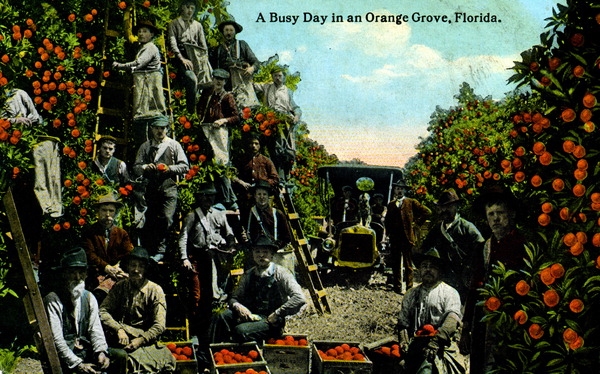 Decline of Florida's citrus industry hastened by Trump's tariff tiff