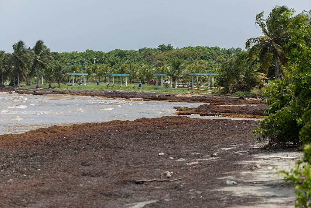 Seaweed overruns some Caribbean beaches as Sargassum hits record levels