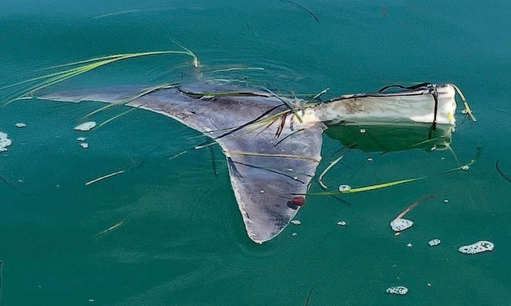 Discovery of ‘enormous' shark fin a sign of foul play in Atlantic