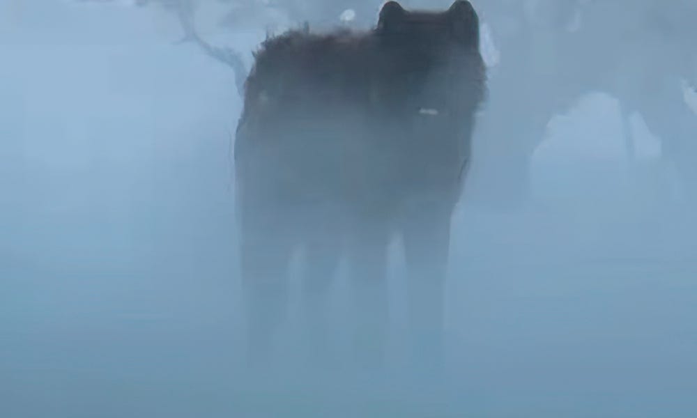Yellowstone 'ghost wolf' appears in mist during surreal encounter