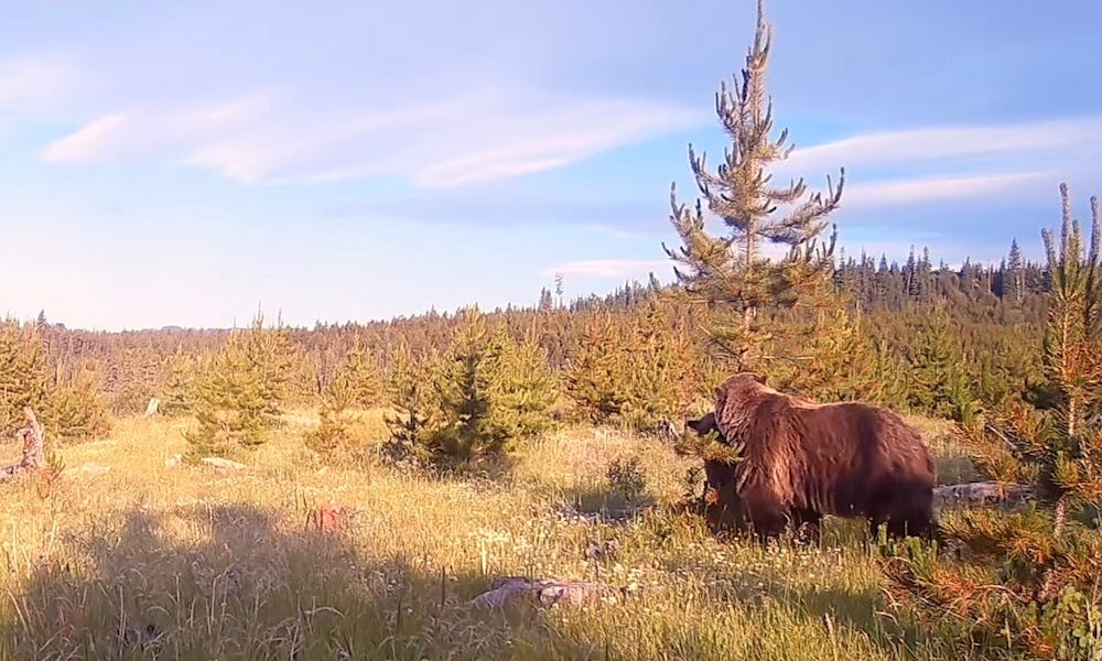 As grizzly bear tries to rip camera from tree, thoughts turn to horses