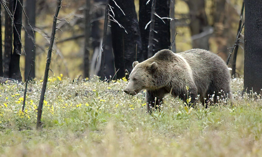 Anchorage hiker mauled by bear located via drone, rescued