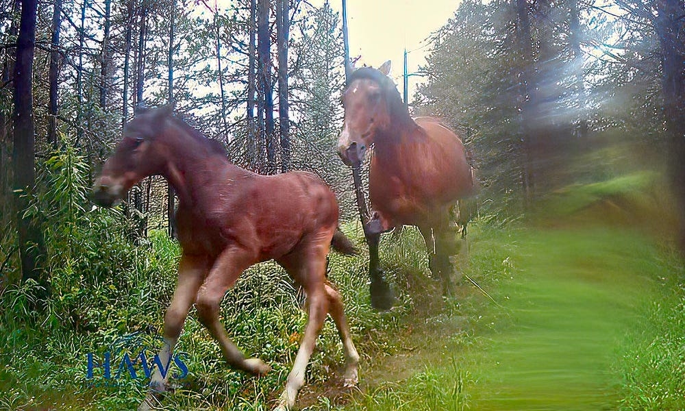 Wild horses shown trying to outrun grizzly bear; not all of them succeed