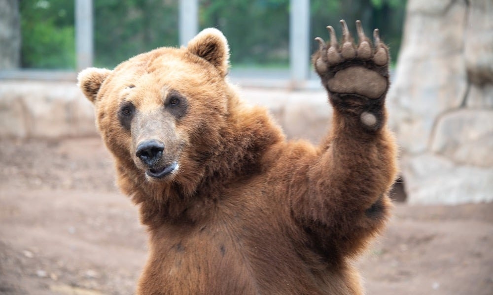 Brown bear makes ‘dental history' with a shiny new smile