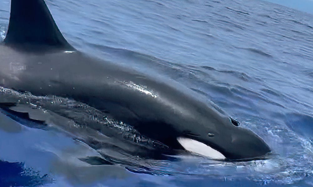 Fisherman beside himself during rare encounter with ‘massive' orcas off Hawaii