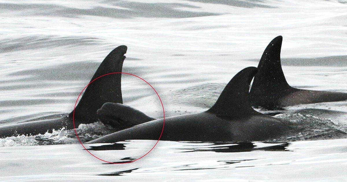 Benevolent Orca Pods Are Adopting Baby Pilot Whales in an Apparent Effort to Clean Up the Species' Image