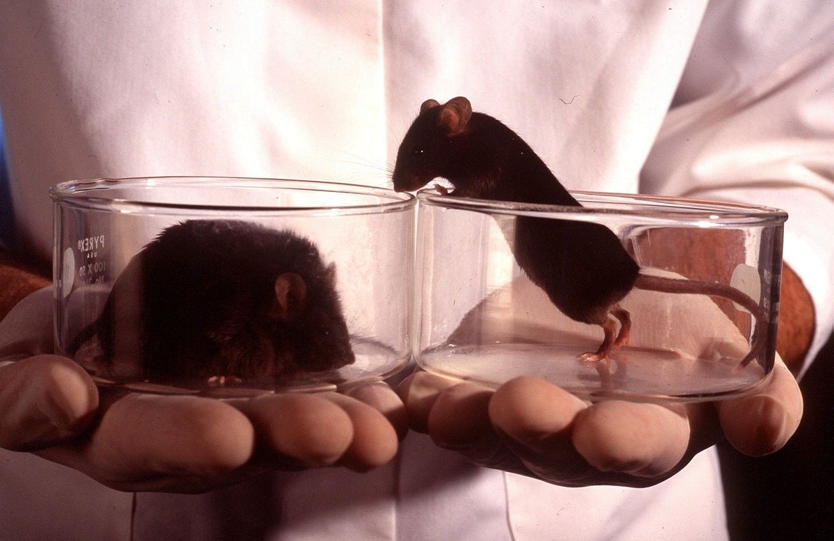 Scientists Gene Hack Mice So Their Livers Produce Their Own Ozempic-Like Drug