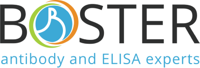 Boster Bio Launches Free Antibody Validation Service to Transform Research Reproducibility